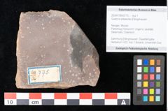 Foto (Objekt + Etikett) von Quercus palaeoilex Ettingshausen (NHMW-GEO-2024-0188-0775)